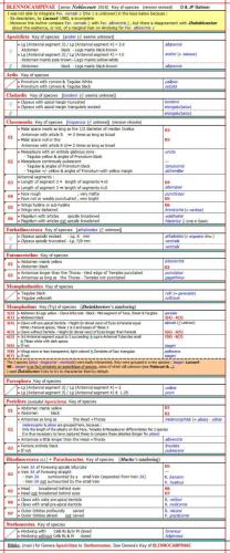 Réf. 311 835 : Blennocampinae inconnu